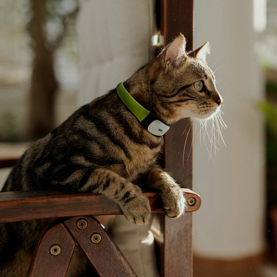 Collier GPS/Activité - chat V2