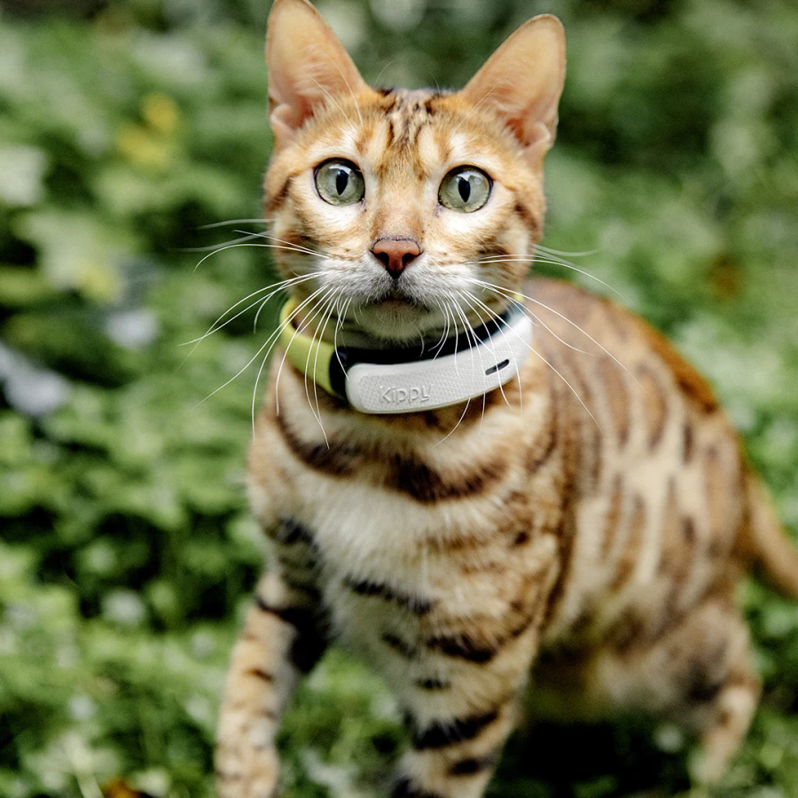 Collier GPS/Activité - chat V2