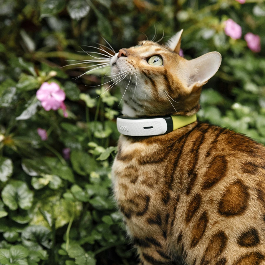 Collier GPS/Activité - chat V2
