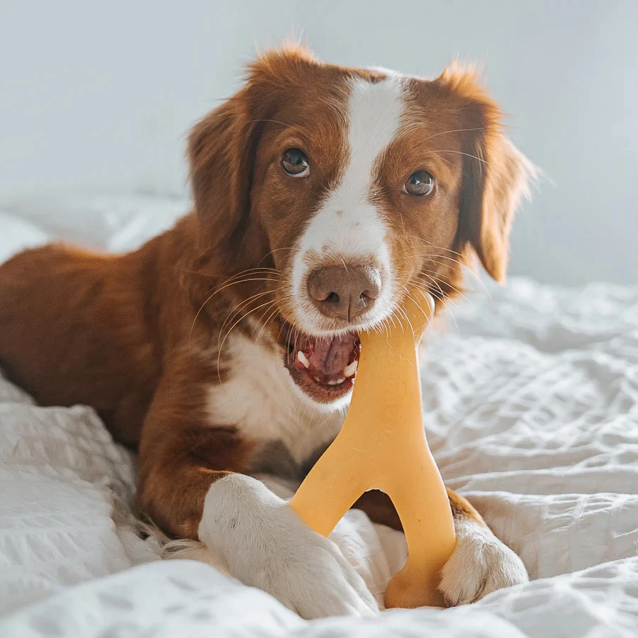 Wishbone peanut