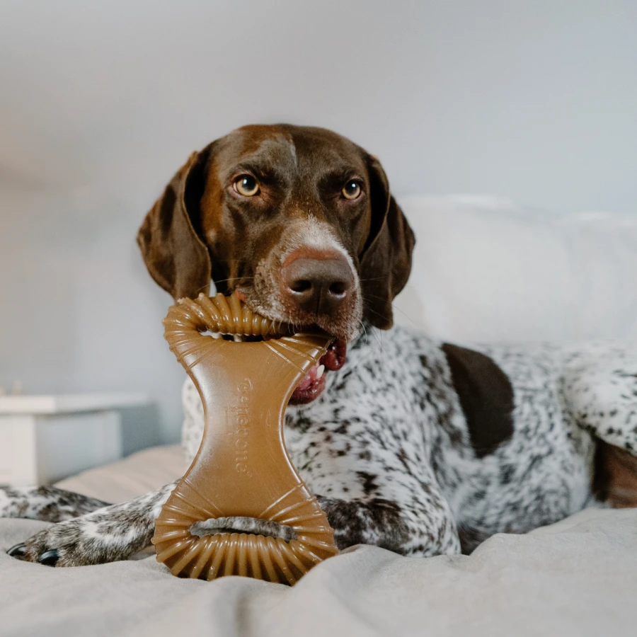 Dental Chew bacon