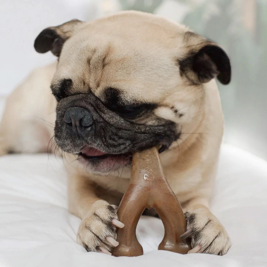 Tiny Pack - Dental Chew / Wishbone bacon