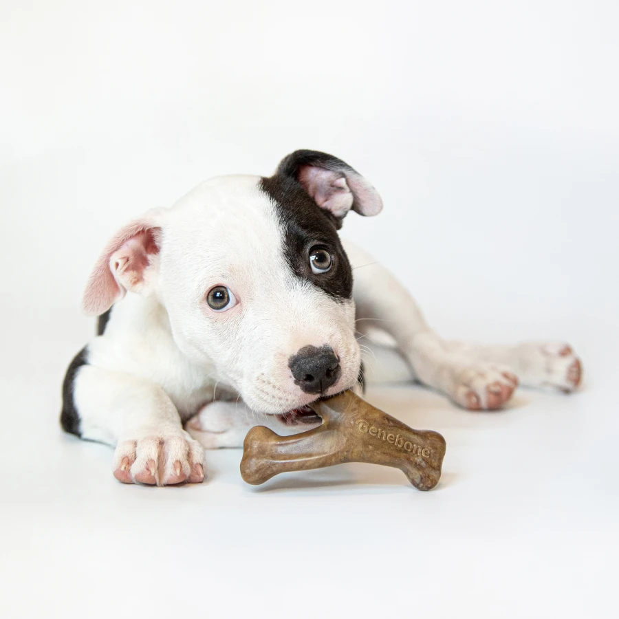 Tiny Pack - Dental Chew / Wishbone bacon