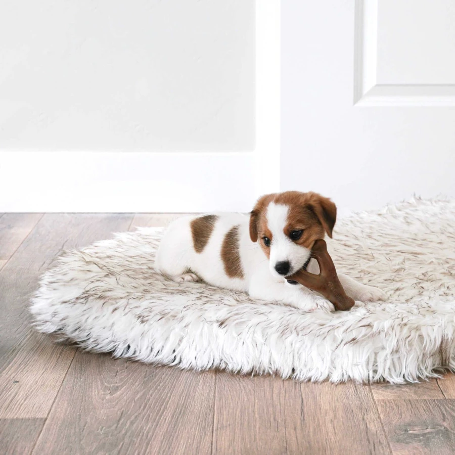 Tiny Pack - Dental Chew / Wishbone bacon