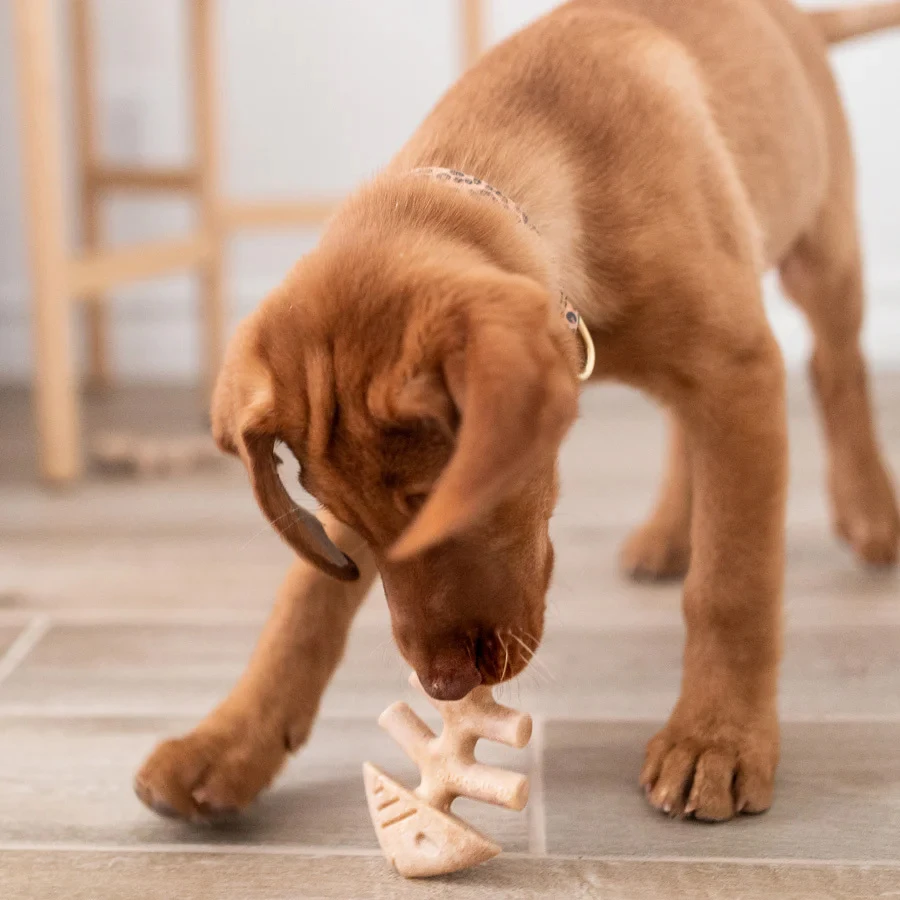 Puppy Pack Fishbone