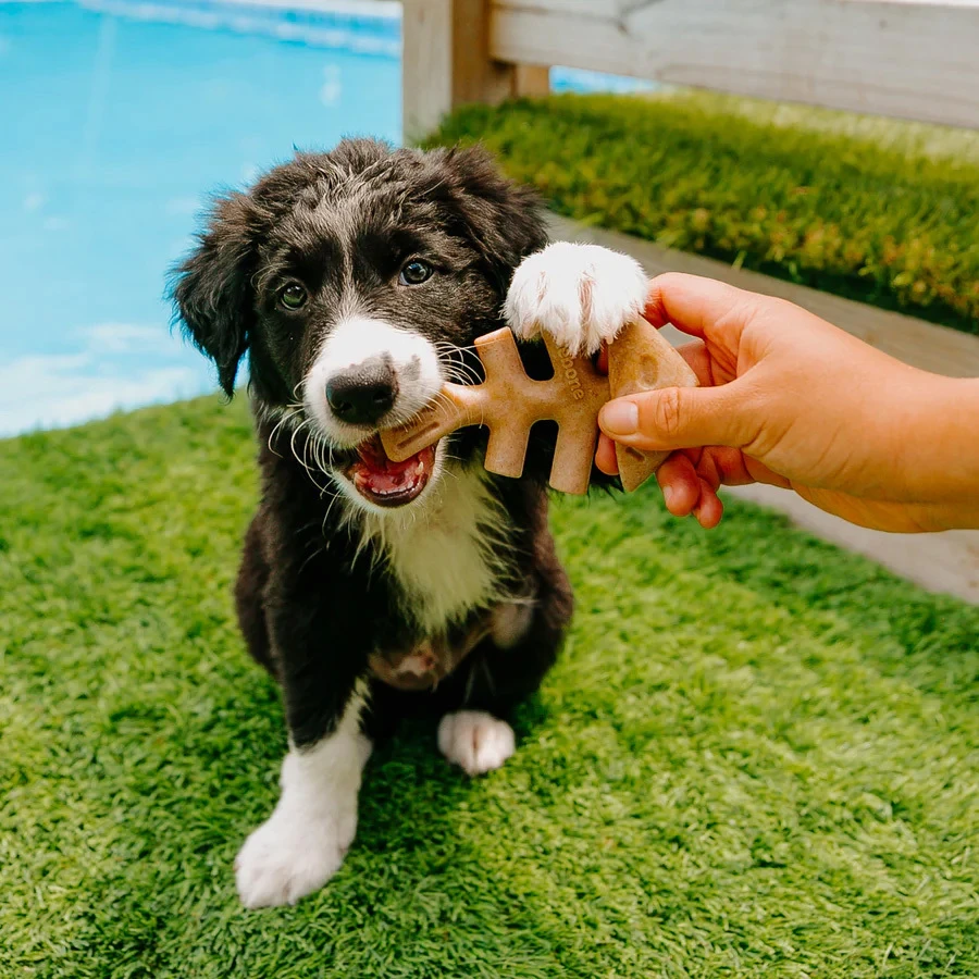 Puppy Pack Fishbone