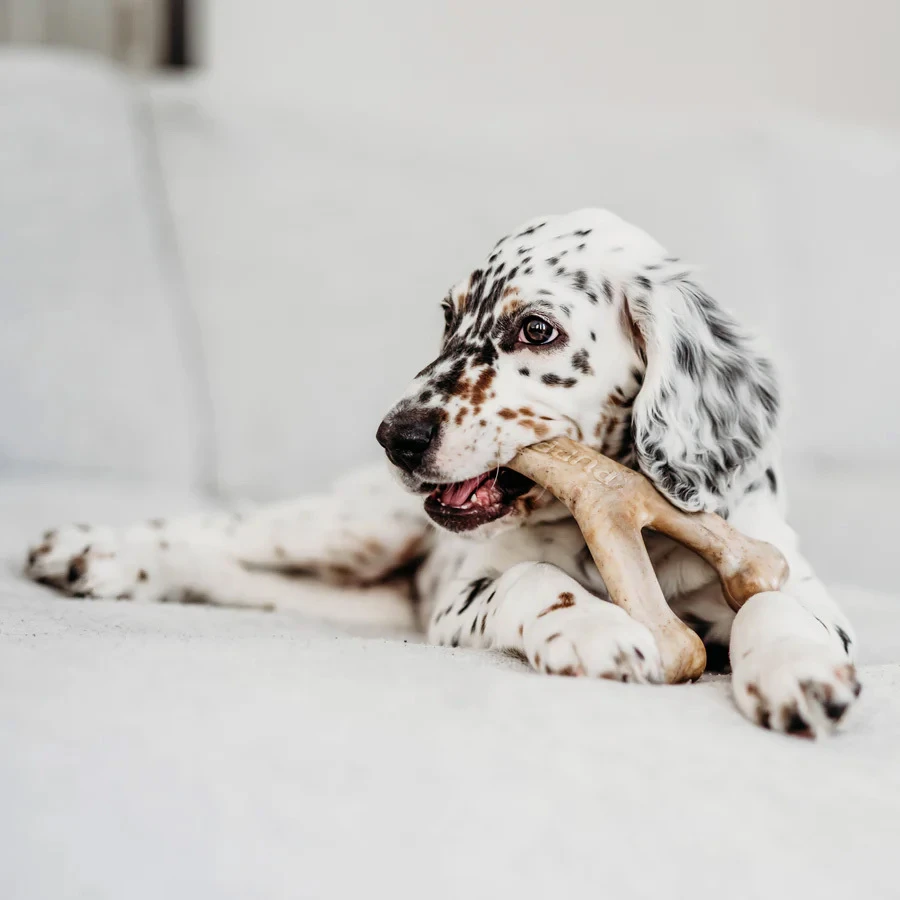 Puppy Wishbone bacon