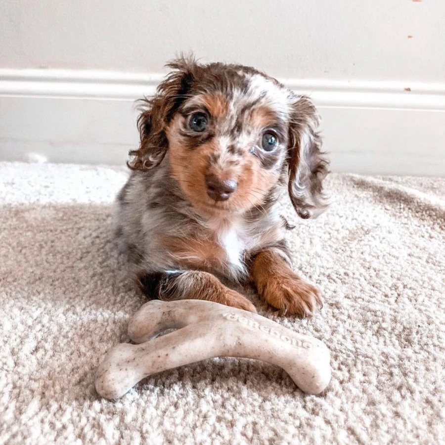 Puppy Wishbone bacon