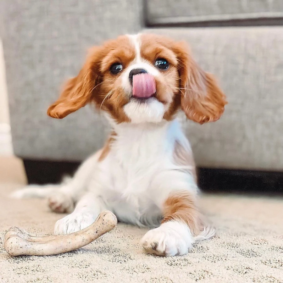 Puppy Wishbone bacon