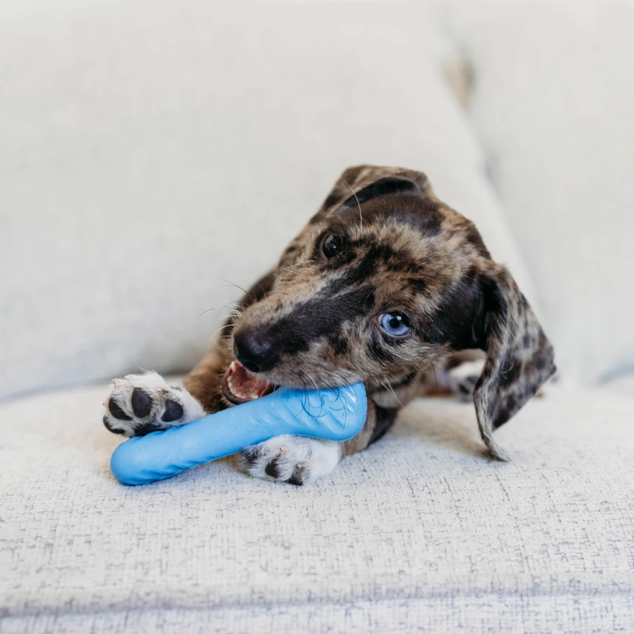 Puppy Pack - Bounce Bone / Wishbone bacon