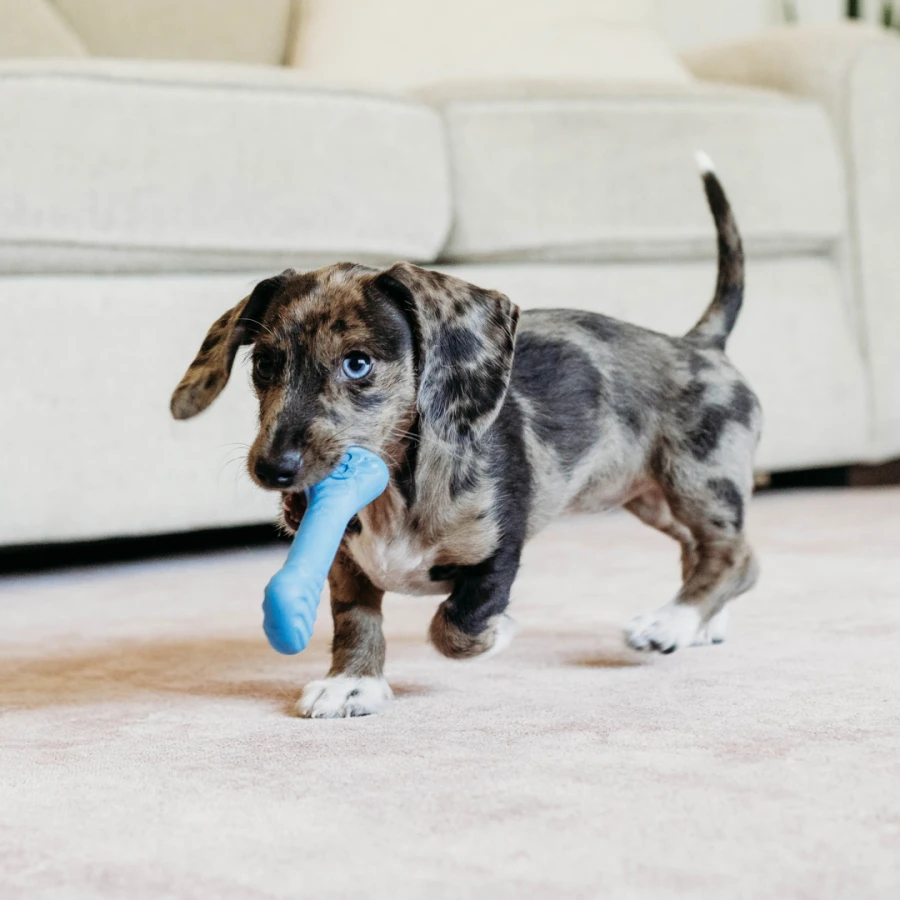 Puppy Pack - Bounce Bone / Wishbone bacon