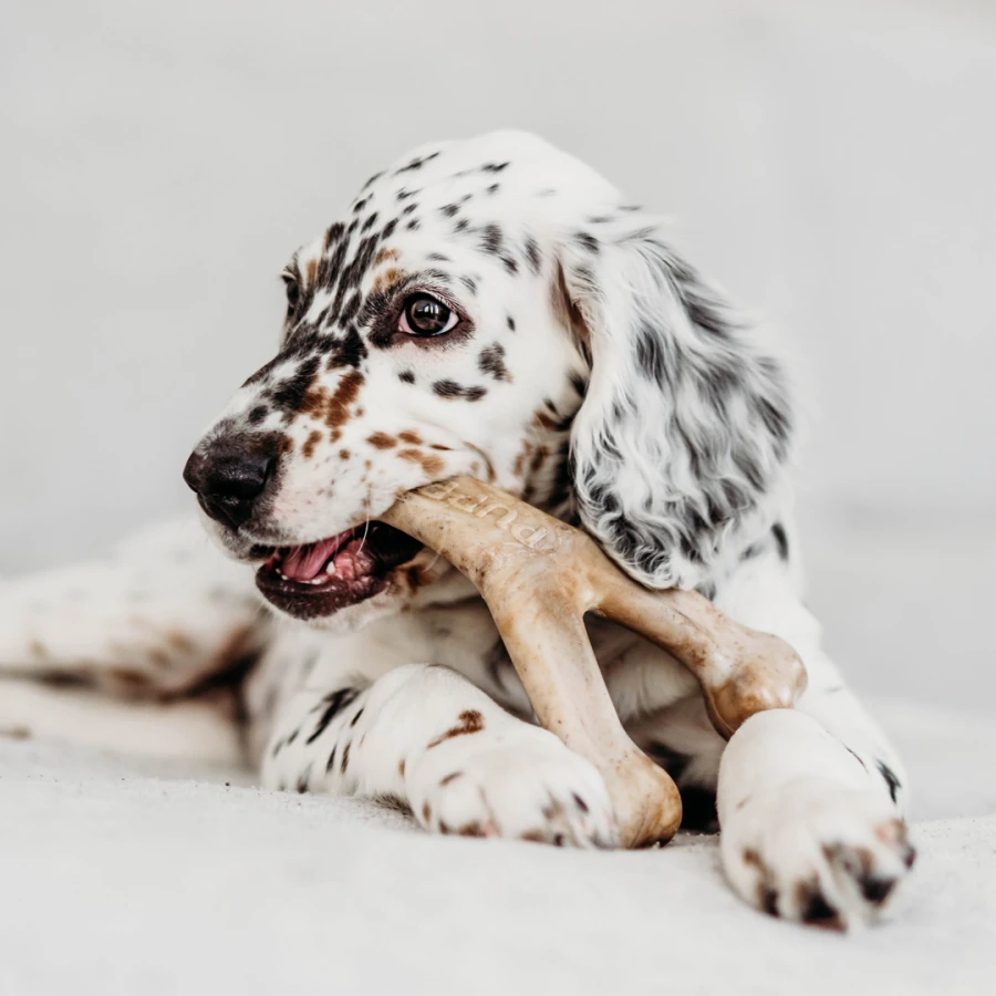 Puppy Pack - Bounce Bone / Wishbone bacon