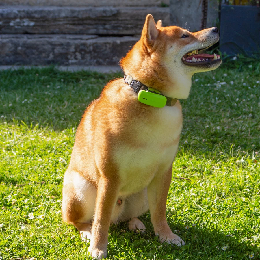 Collier GPS/Activité - Chien