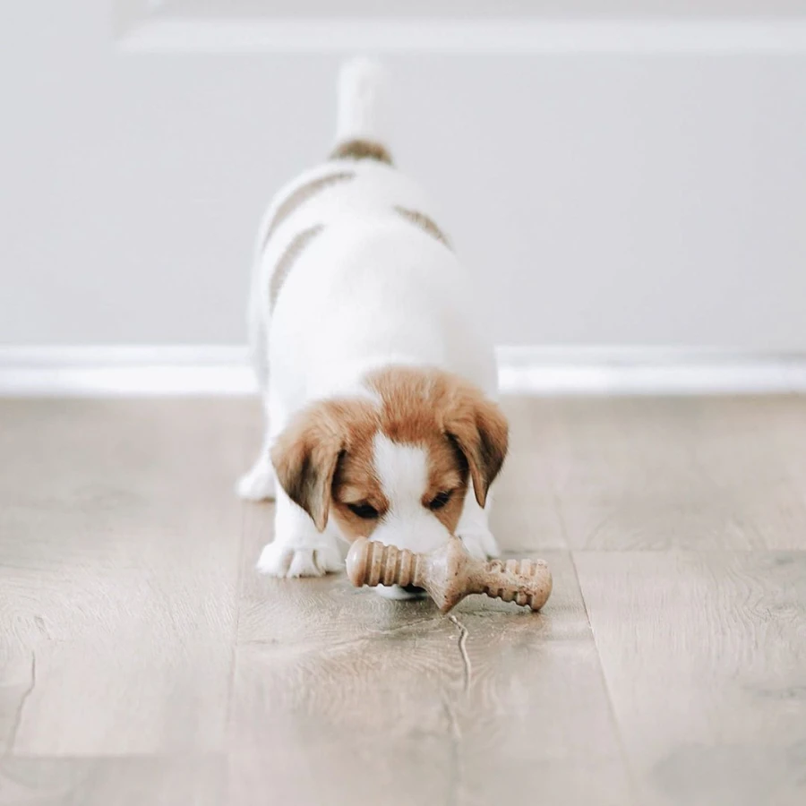 Puppy Pack Maplestick - Zaggler bacon