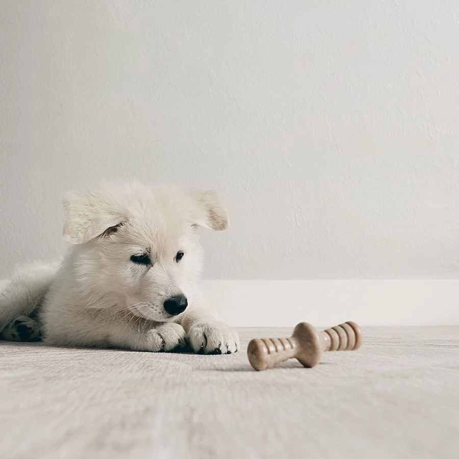 Puppy Pack Maplestick - Zaggler bacon