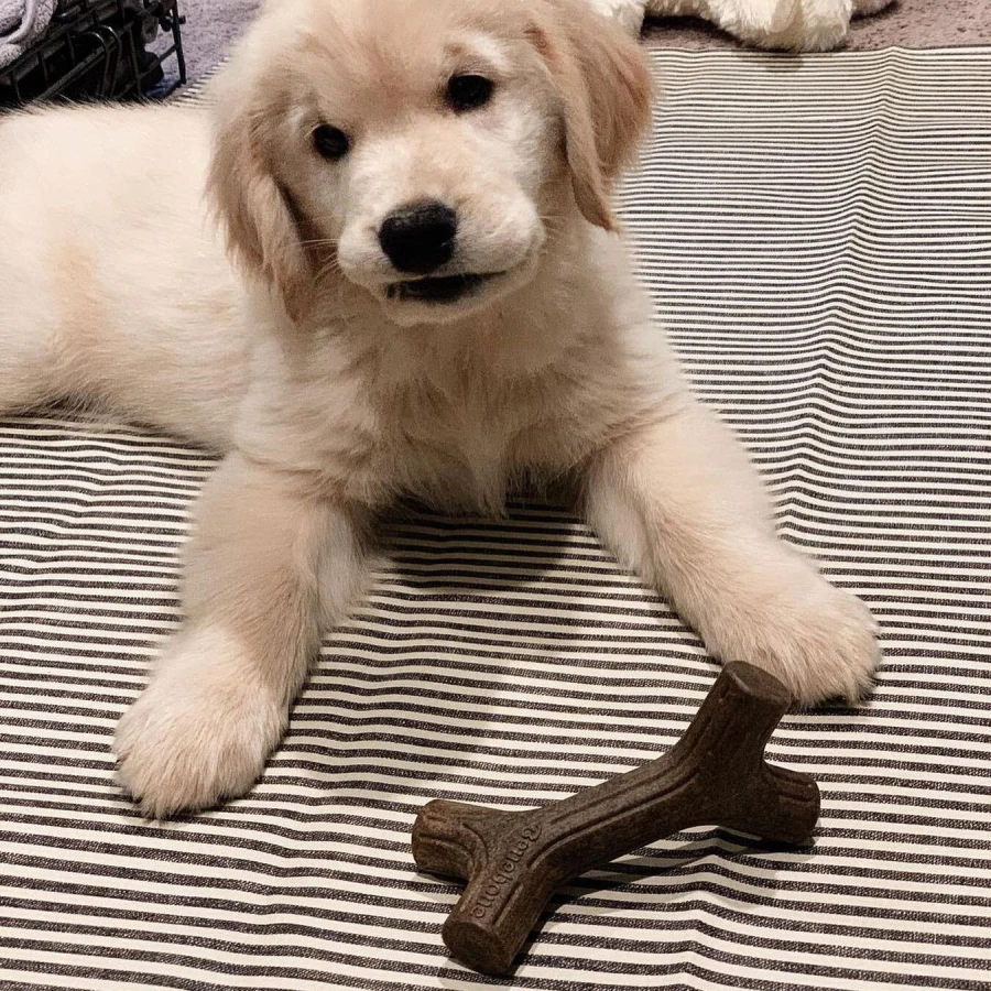 Puppy Pack Maplestick - Zaggler bacon