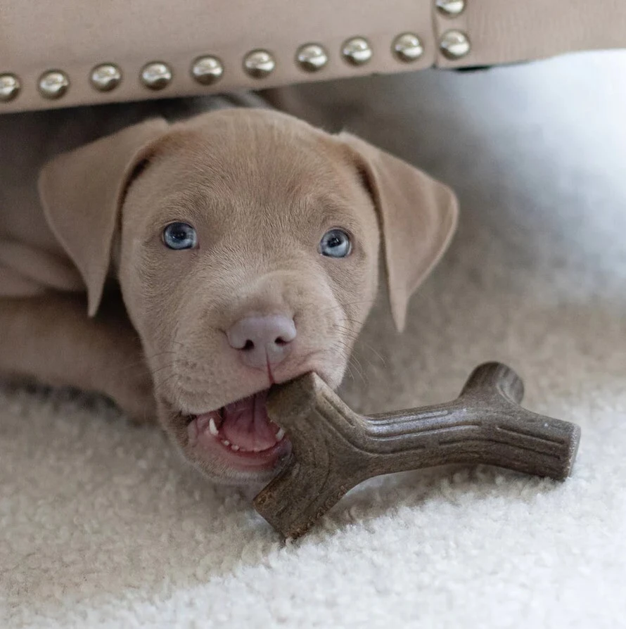 Puppy Pack Maplestick - Zaggler bacon