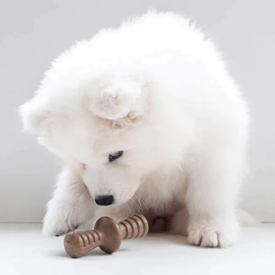 Puppy Pack Maplestick - Zaggler bacon