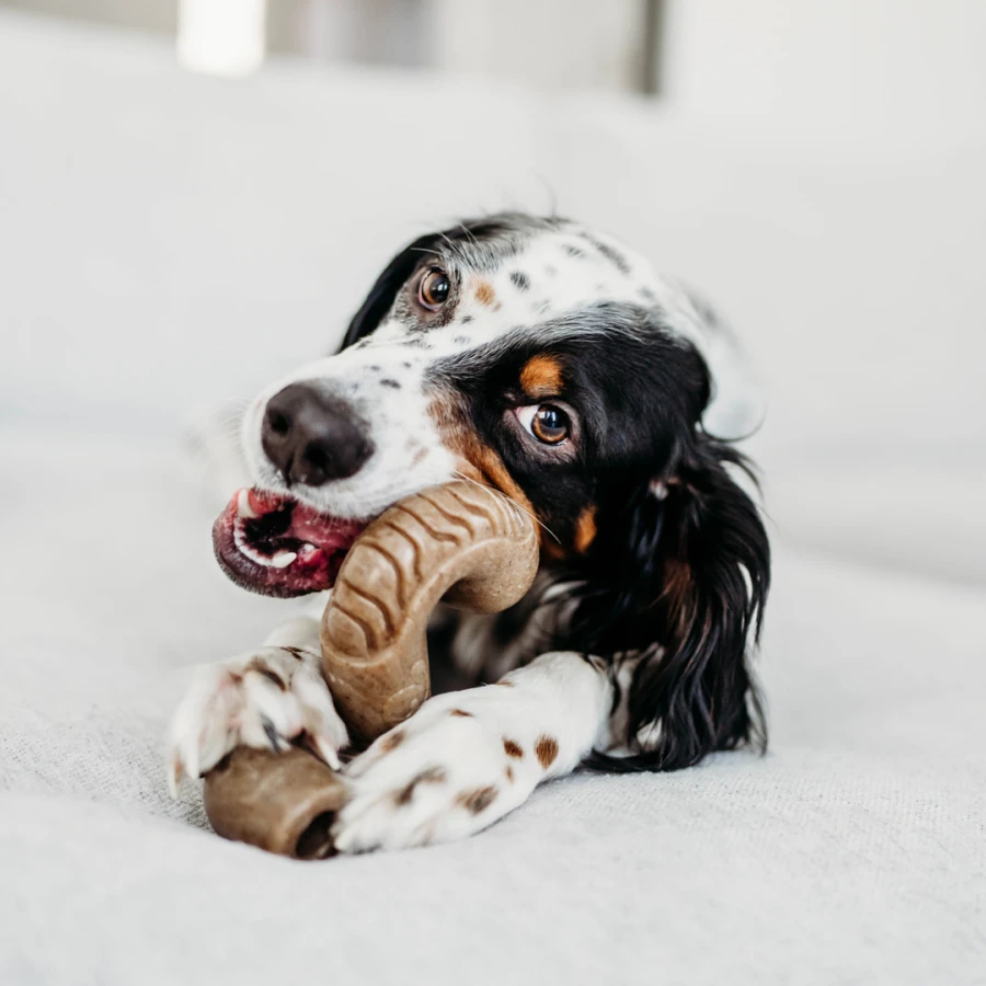 Tripebone