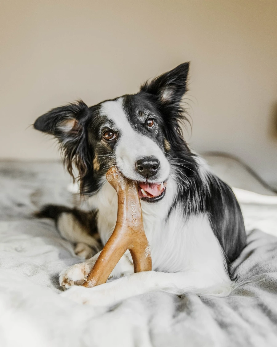 Wishbone poulet
