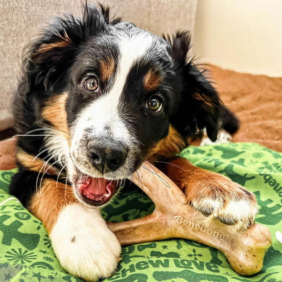 Wishbone poulet