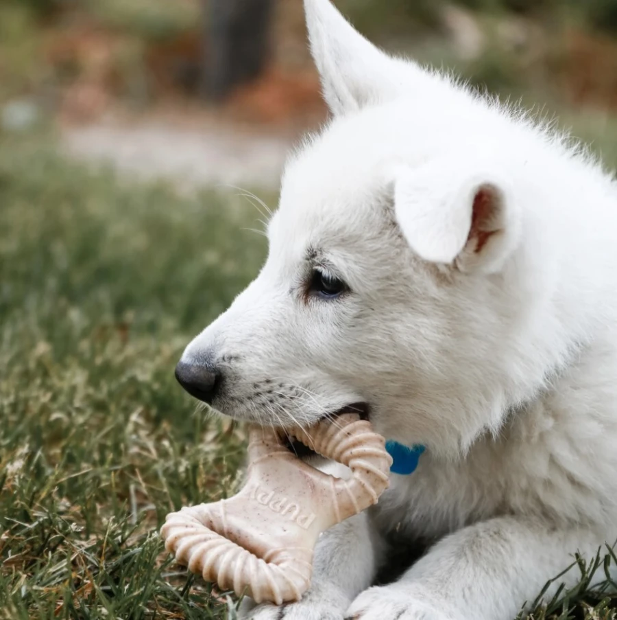 Puppy Pack - Dental Chew / Wishbone bacon