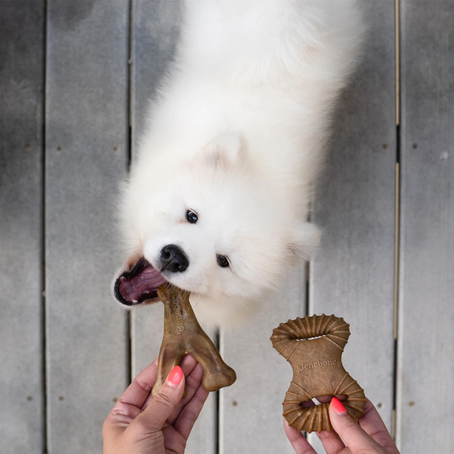 Puppy Pack - Dental Chew / Wishbone bacon