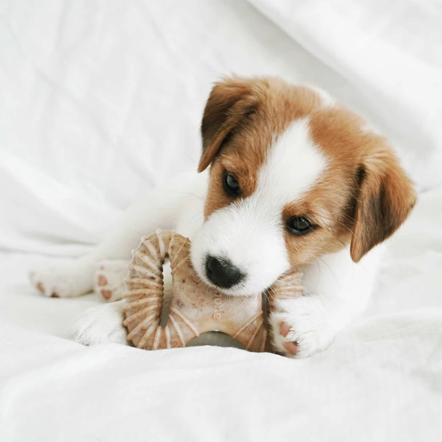 Puppy Pack - Dental Chew / Wishbone bacon