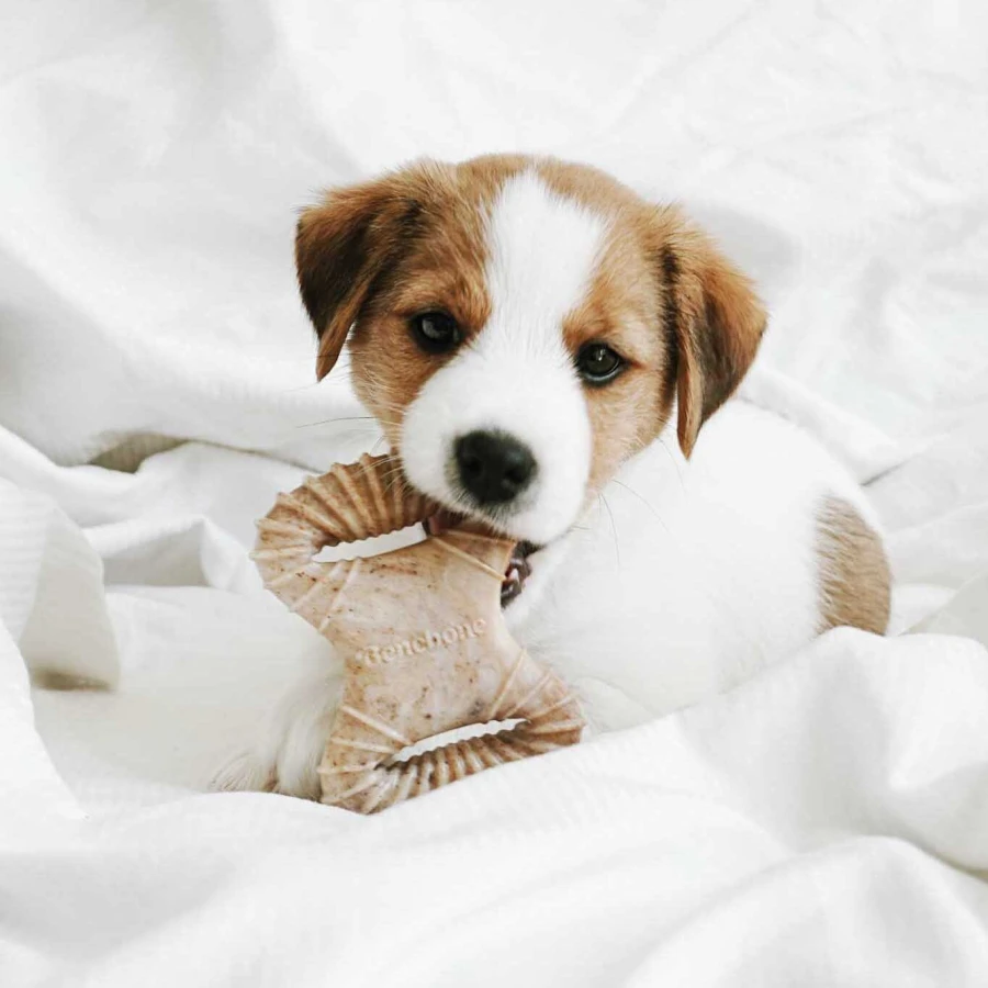 Puppy Pack - Dental Chew / Wishbone bacon
