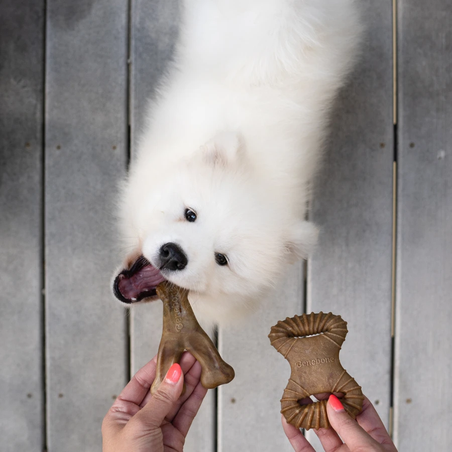 Puppy Pack - Dental Chew / Wishbone bacon