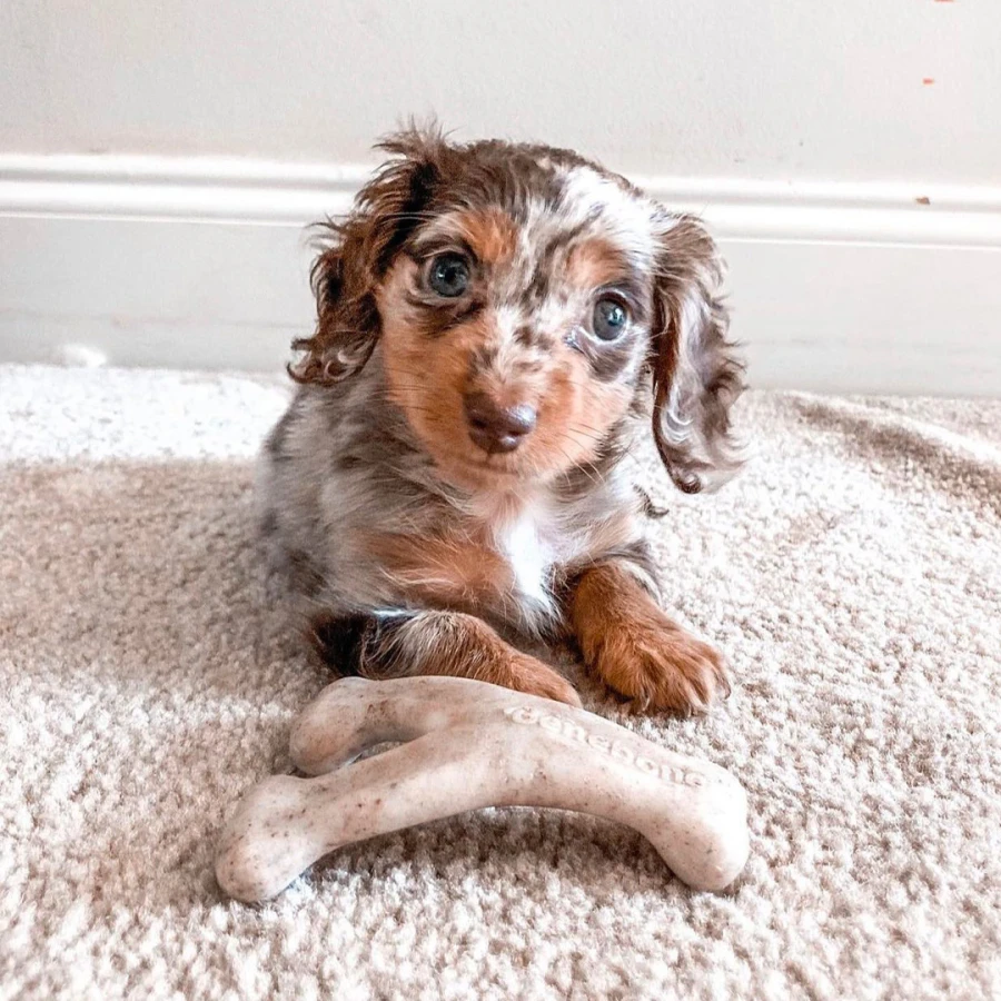 Puppy Pack - Dental Chew / Wishbone bacon