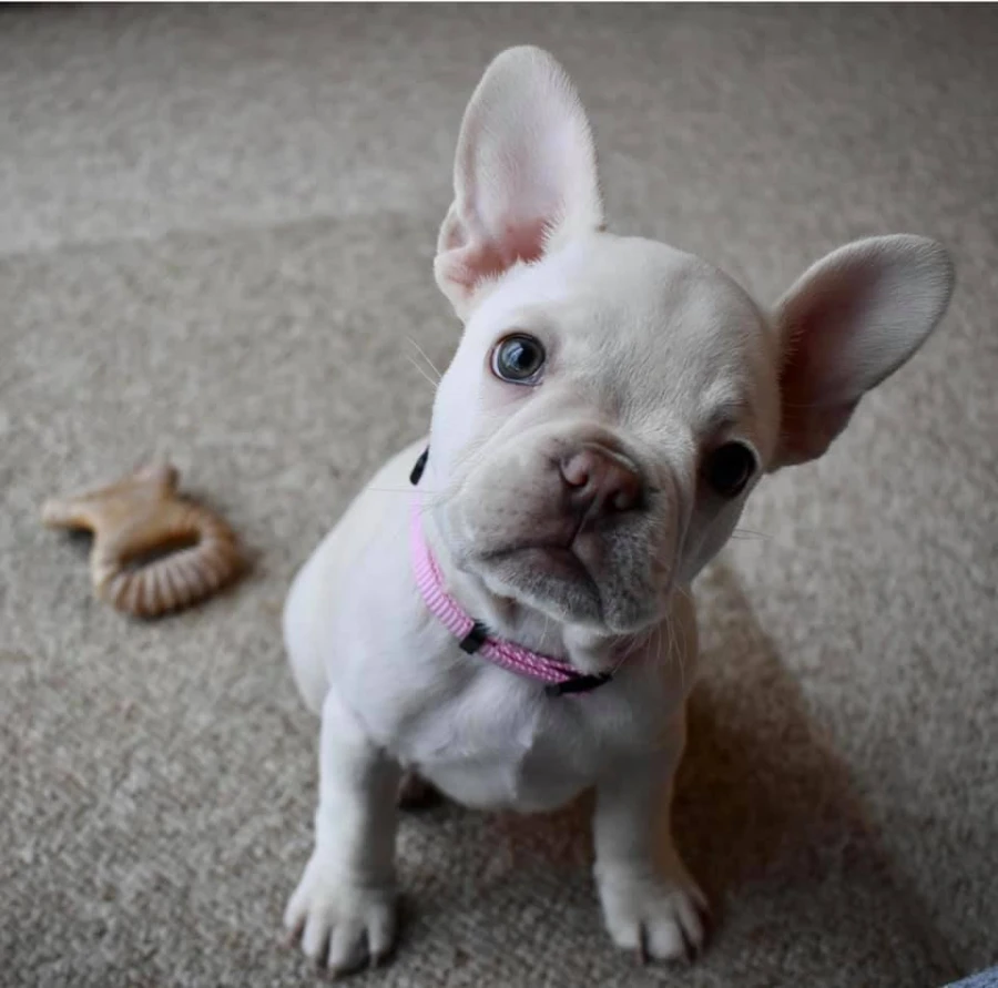 Puppy Pack - Dental Chew / Wishbone bacon