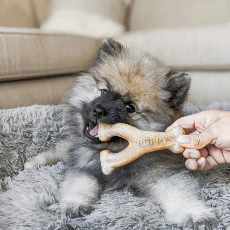 Puppy Pack - Dental Chew / Wishbone bacon