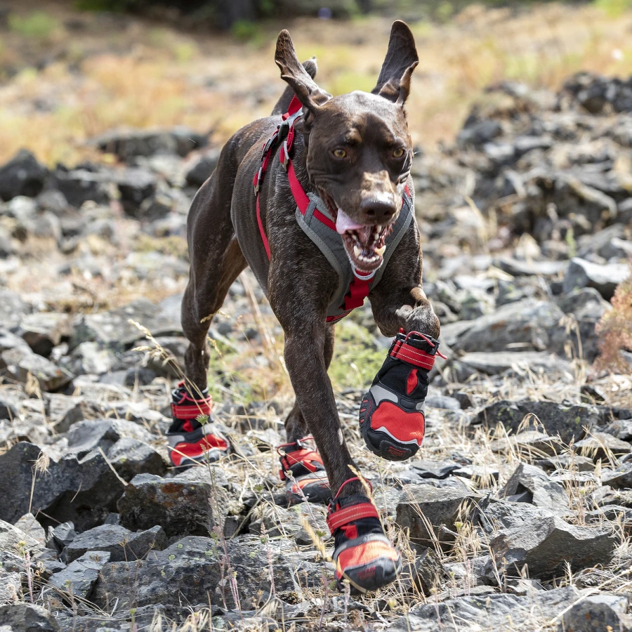 Chaussures pour chien - Blaze Cross