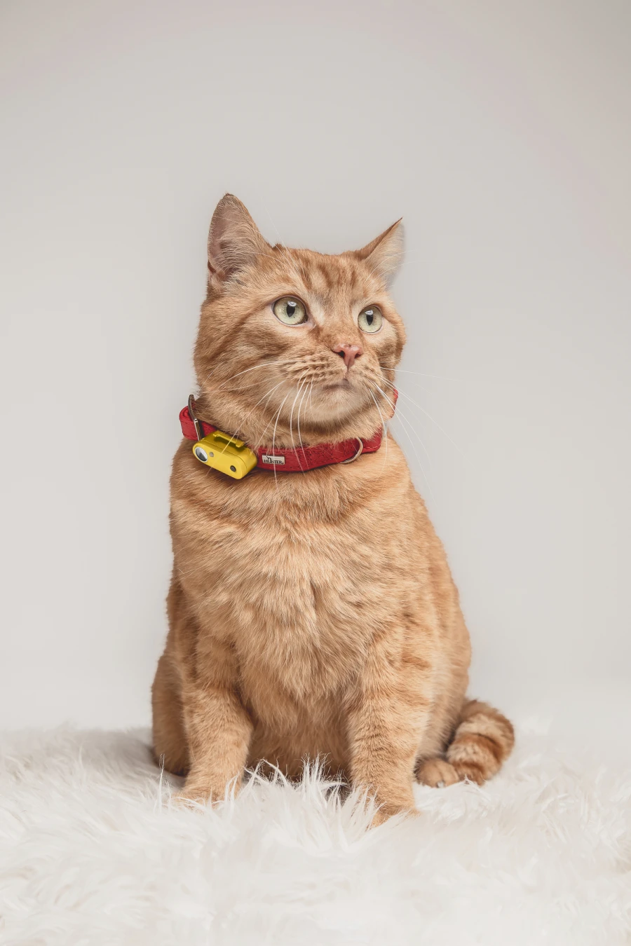 Mini Cat Tickless - Marigold