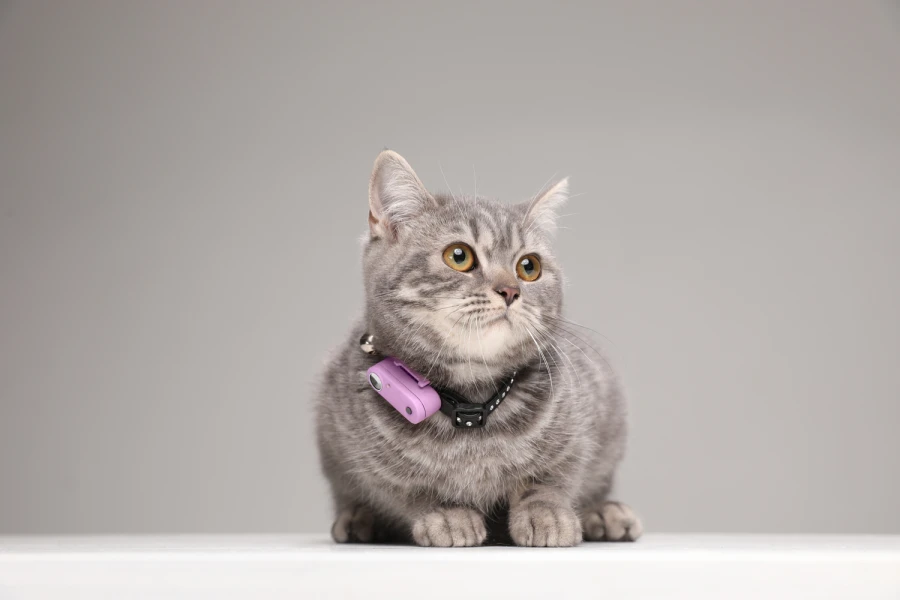 Mini Cat Tickless - Organ Purple