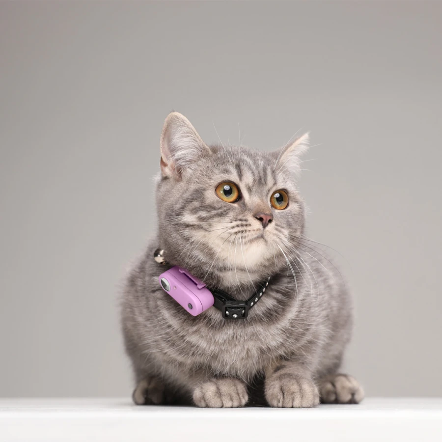 Mini Cat Tickless - Organ Purple