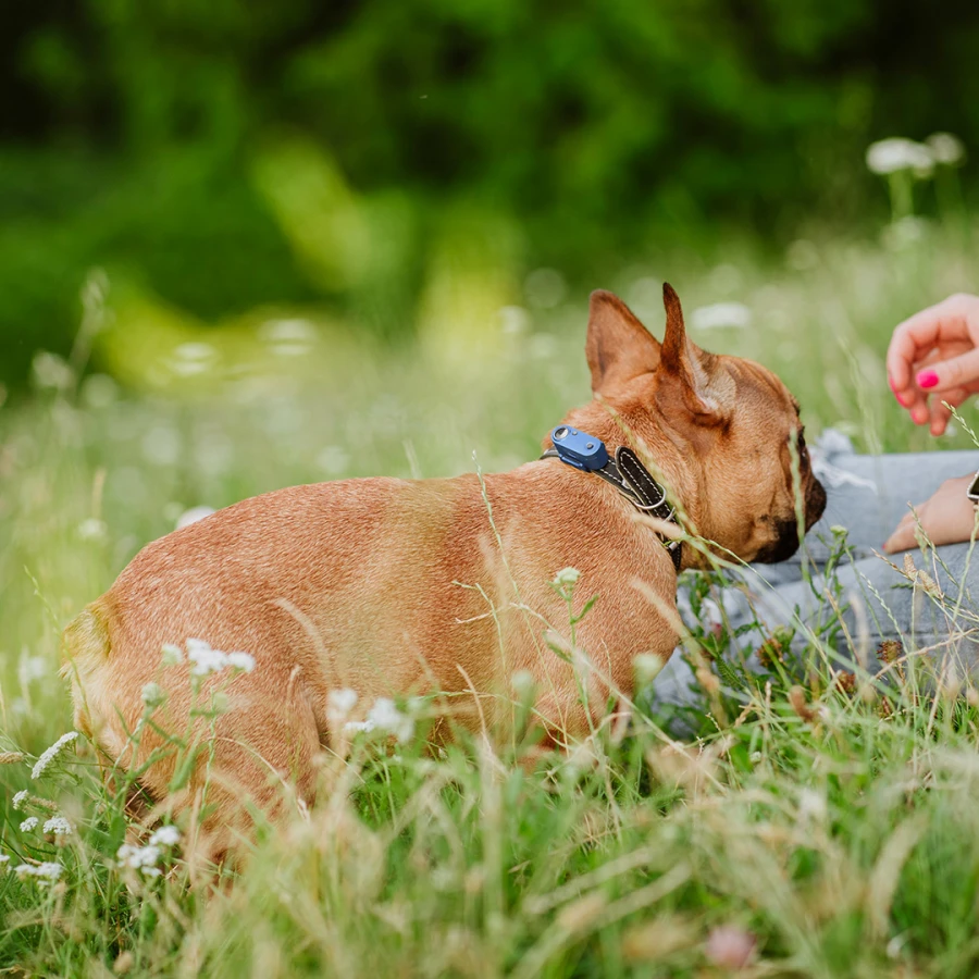 Mini Dog Tickless - Greek Blue