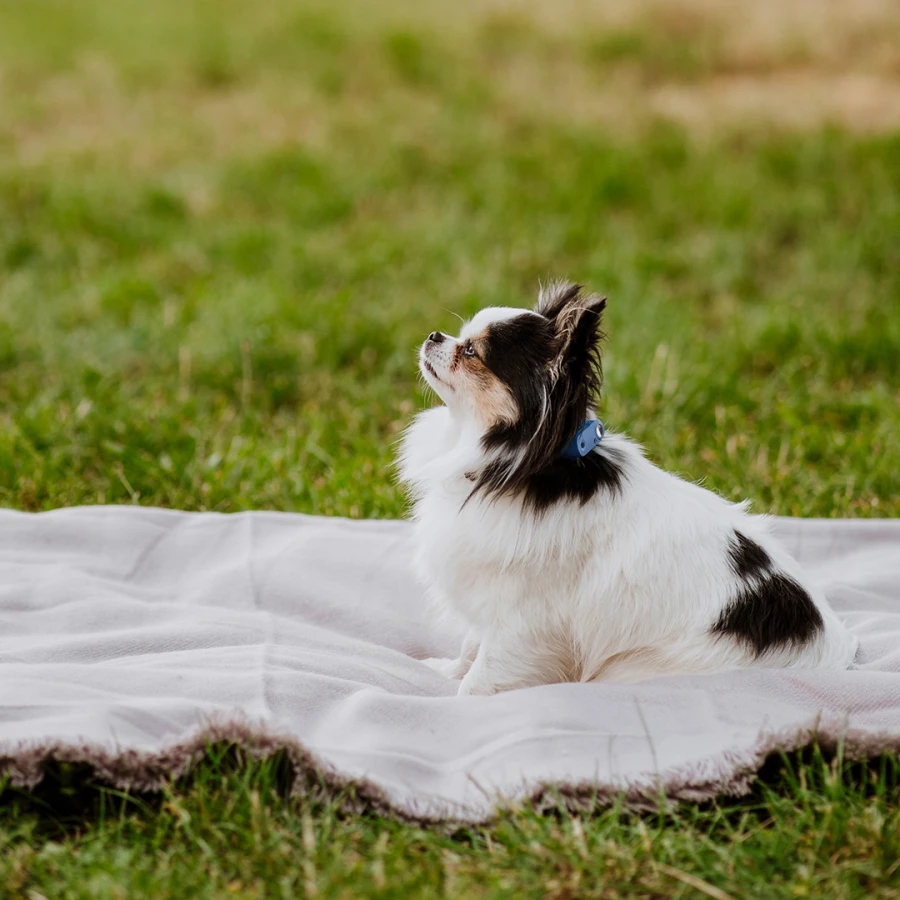 Mini Dog Tickless - Greek Blue