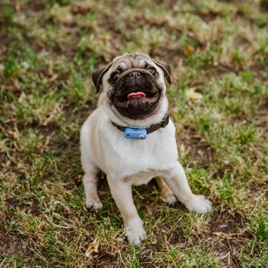 Mini Dog Tickless - Greek Blue