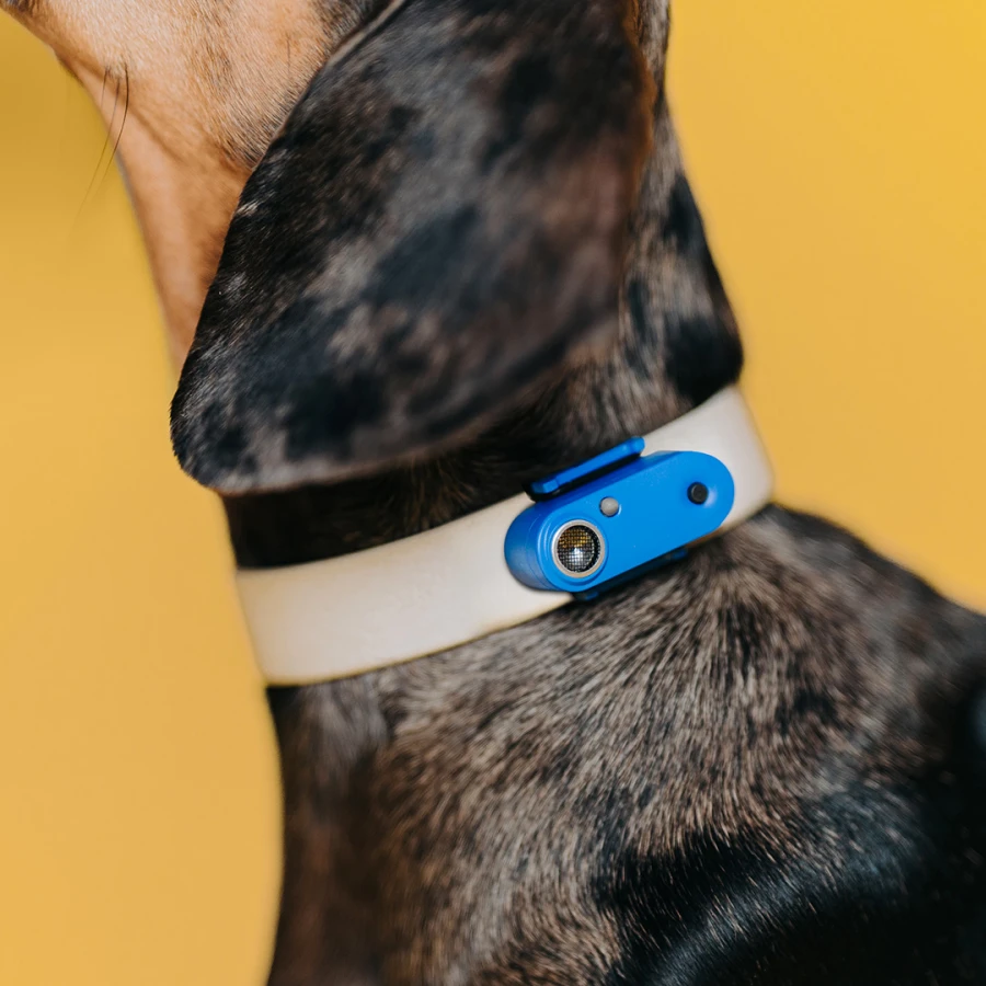Mini Dog Tickless - Greek Blue