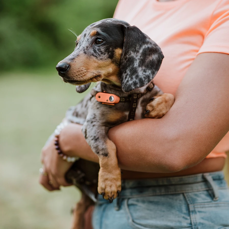 Mini Dog Tickless - Hot Peach