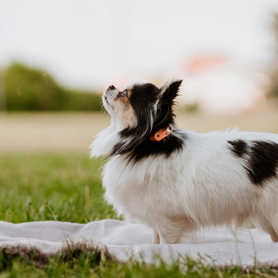 Mini Dog Tickless - Hot Peach