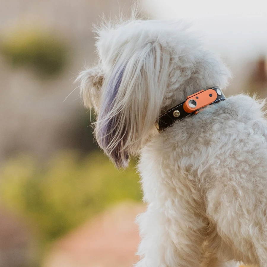 Mini Dog Tickless - Hot Peach