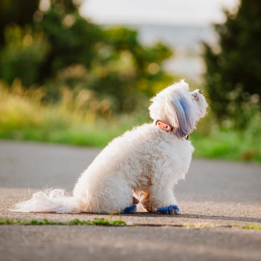 Mini Dog Tickless - Hot Peach