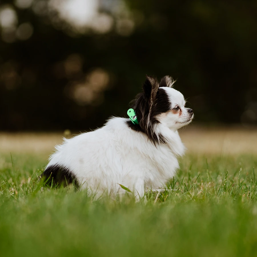 Mini Dog Tickless - Mentha Green