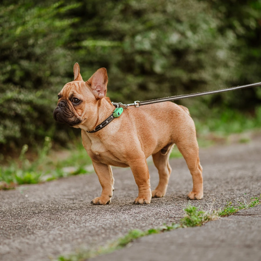 Mini Dog Tickless - Mentha Green