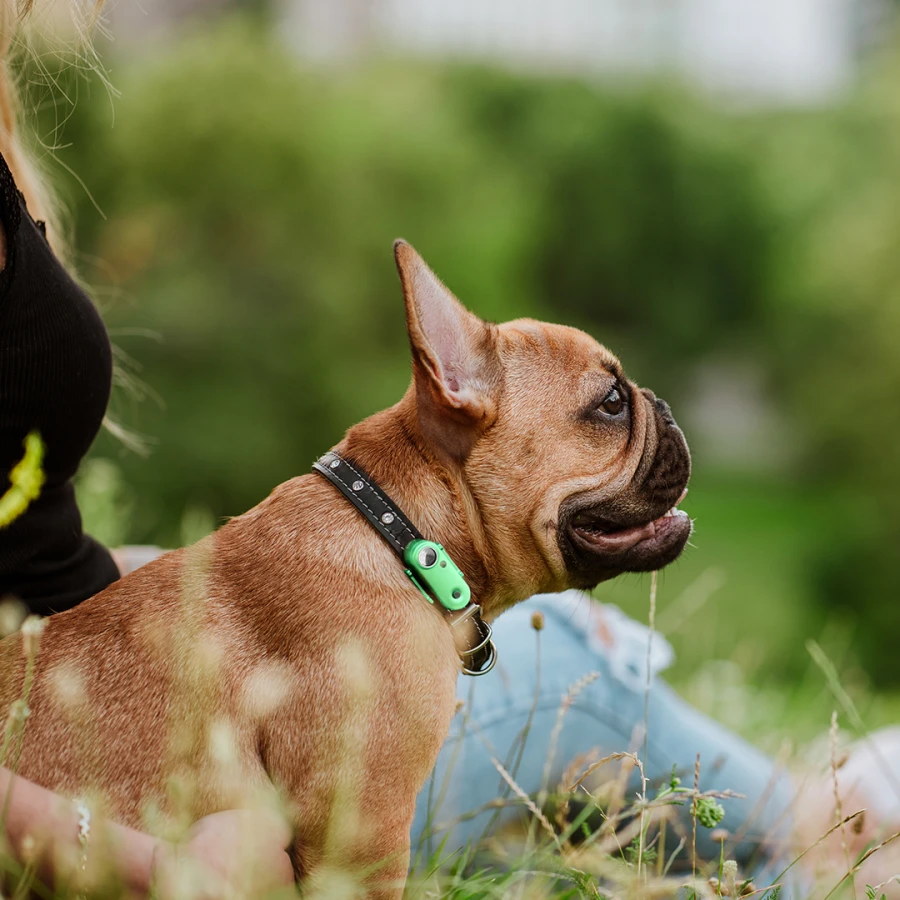 Mini Dog Tickless - Mentha Green