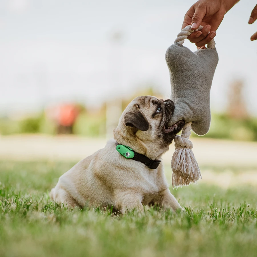 Mini Dog Tickless - Mentha Green