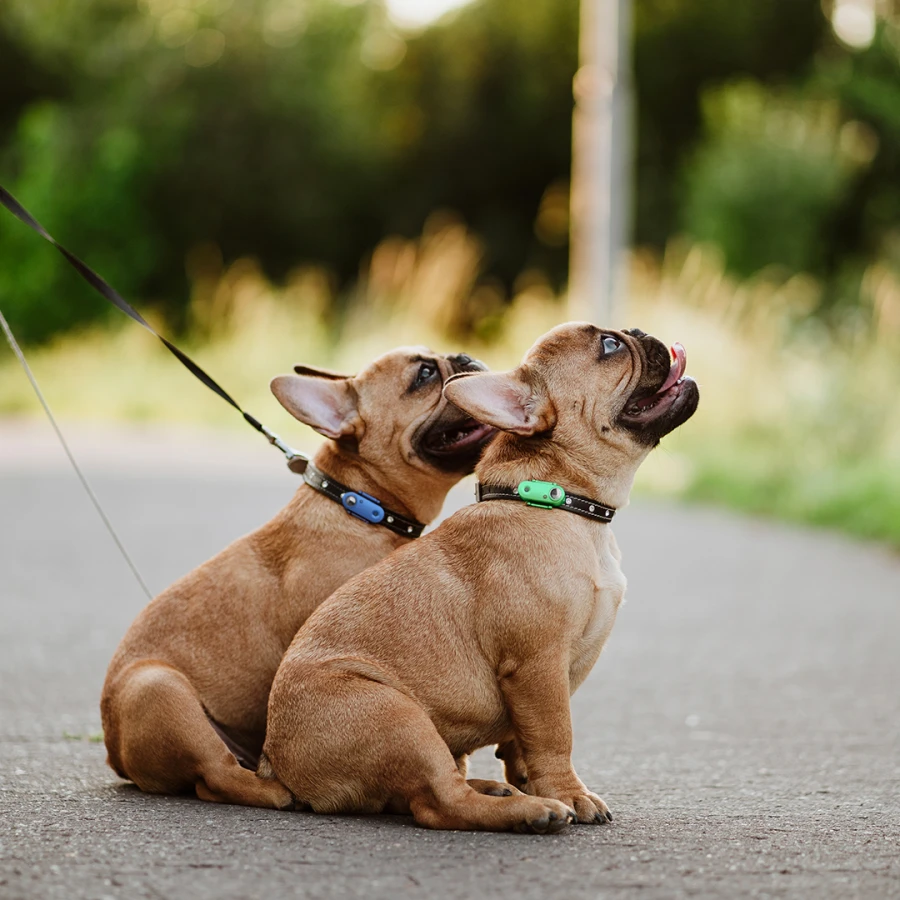 Mini Dog Tickless - Mentha Green